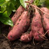 红薯可以支持消化健康并预防癌症