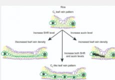 通过控制短根和生长素水平在水稻中创建类似C4的静脉图案