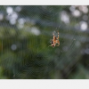 科学家获得受蜘蛛丝启发的新型麦克风专利