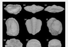 三叶虫软组织的3D保存揭示了防御注册的趋同进化