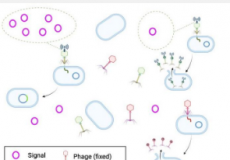 噬菌体信息收集的价值