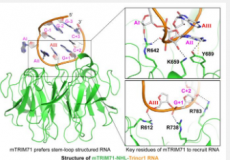 哺乳动物TRIM71蛋白RNA结合特性的分子机制