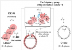 揭示环状β-1 2-葡聚糖合酶的环化机制