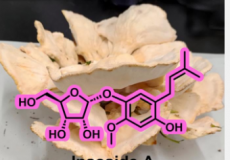 揭开Inaoside A的面纱一种源自蘑菇的抗氧化剂