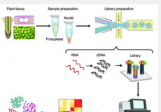 通过单细胞RNA测序的突破推进植物生物学