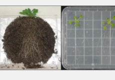 植物根部周围共生群落的三维图像