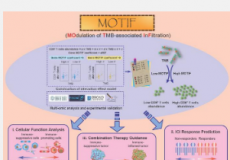 预测免疫治疗反应并指导TMB相关免疫浸润调节剂的联合治疗