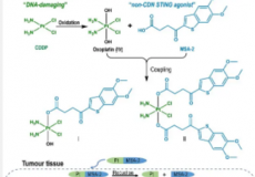 将顺铂和STING激动剂组合成一个分子有望增强癌症免疫反应