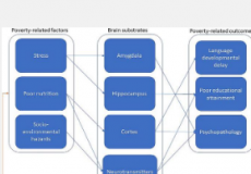 贫困与导致行为疾病和发育的大脑变化有关