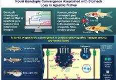 胃鱼胃消失演化研究进展