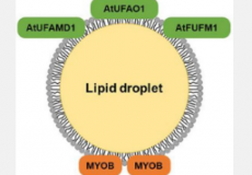 揭示拟南芥叶片中脂滴蛋白的分子功能