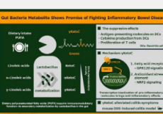 肠道细菌代谢物显示出对抗炎症性肠病的前景