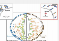 内皮素和神经连接蛋白的相互作用引发神经上皮自噬并维持神经管发育