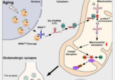 科大揭示谷氨酸tRNA片段在大脑衰老和阿尔茨海默症中的关键作用