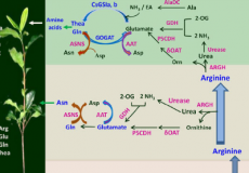 研究为茶树中氨基酸的代谢和运输提供了新见解