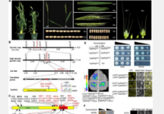 小麦TaAPA2基因突变对植物结构产生多效性影响