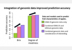 基因组数据整合提高了苹果果实性状的预测准确性