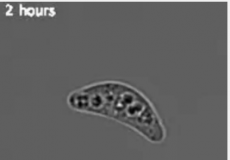 古代微生物为复杂生命如何进化提供了线索