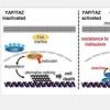 YAP/TAZ相互作用可导致对抗肿瘤药物indisulam产生耐药性