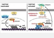 YAP/TAZ相互作用可导致对抗肿瘤药物indisulam产生耐药性